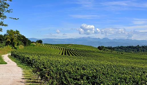 TRA LE VIGNE DEL CUSTOZA