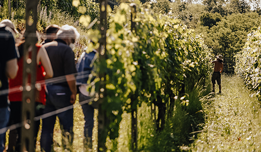 Taste Alto Piemonte 2021