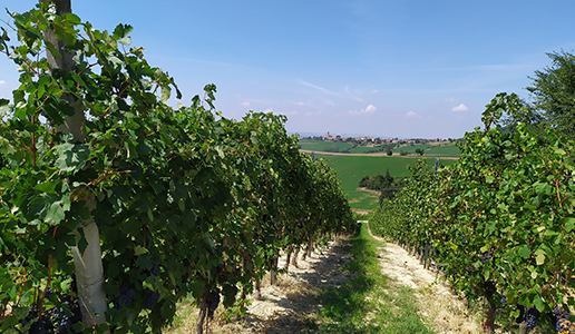 Vendemmia nelle Terre Derthona