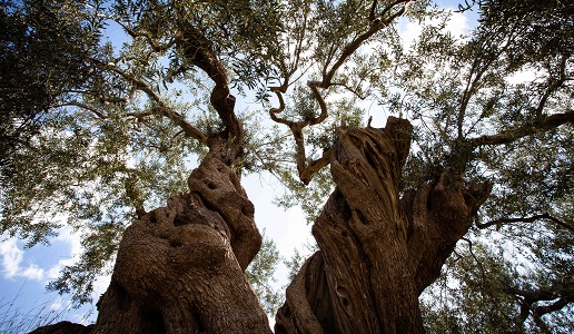 Oleificio Guccione albero secolare