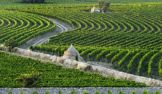 Masseria Amastuola vigneti a onda