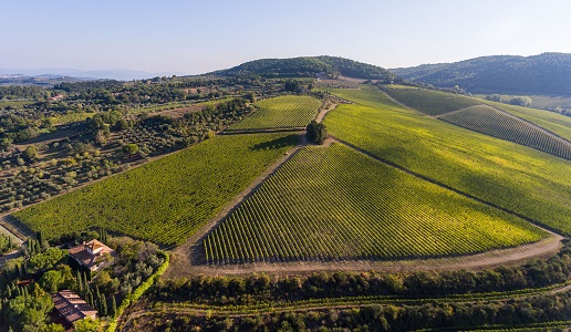 vigneto Tignanello dell'omonima tenuta di Antinori
