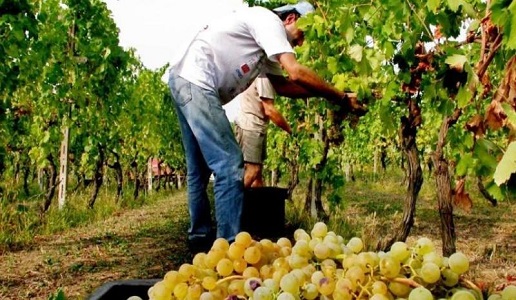 Vendemmia 2018