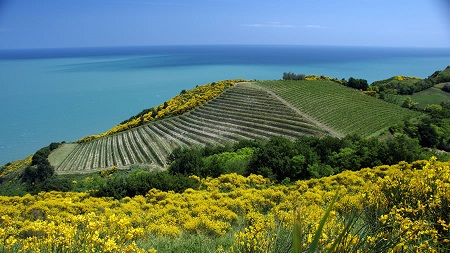 Alla scoperta dell'albanella