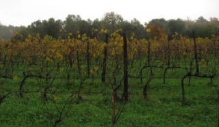 amarcord campania felix i supercampani vini rossi campania