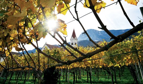 Andrius, il Sauvignon di Andriano