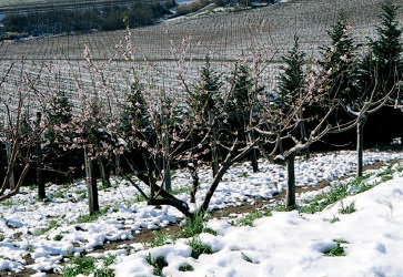 Angelucci, alfiere del moscadello abruzzese