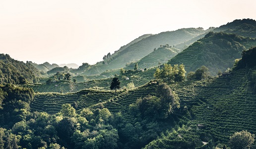 Colline Prosecco Superiore Conegliano-Valdobbiadene