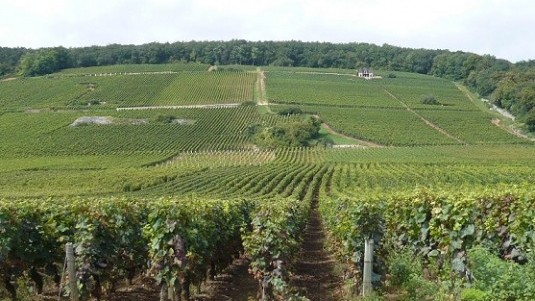 Borgogna Grandi Firme (1): alcuni grandi interpreti dello Chardonnay