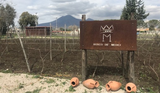 bosco de medici cantina vini campania vigneti lacryma christi del vesuvio