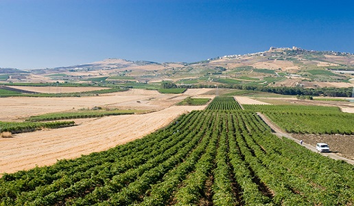 cva canicattì cantina vini vigneto sicilia nero d'avola centuno doctorwine