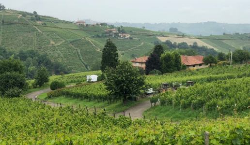 ca d gal sant'ilario vigneti vite vecchia Piemonte