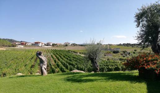 Cantina Dessena panorama vigneti Sardegna