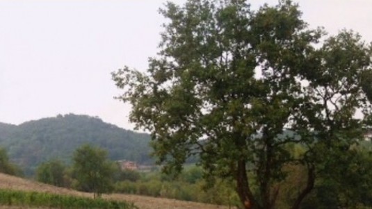 cantina dryas brut metodo classico grande quercia