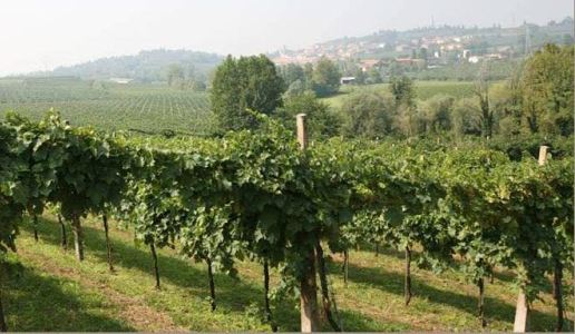 cantina gorgo vini custoza veneto san michelin