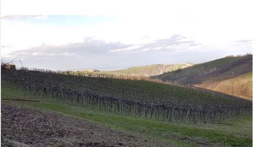 cantina della volta lambrusco di modena trentasei vino spumante emilia romagna vigneti