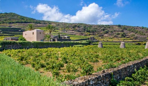 Cantina Donnafugata pantelleria