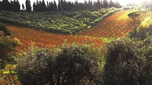 Casa e Chiesa, piacevole merlot lucchese