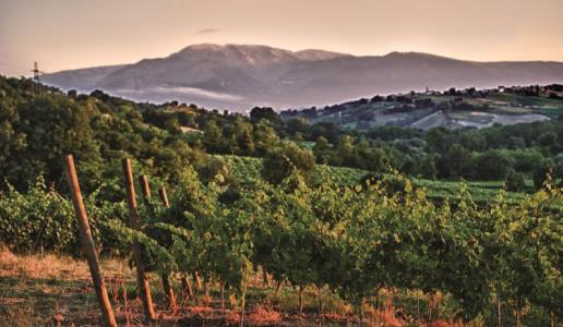 Casal Thaulero cantina vini Abruzzo vigneti