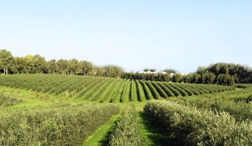 Casale San Giorgio olio panorama