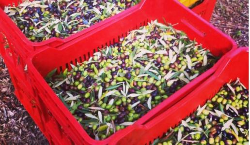 Case d'Alto Coevo Ravece Olive 