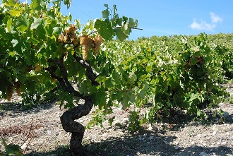 Catarratto, dal cuore della Sicilia