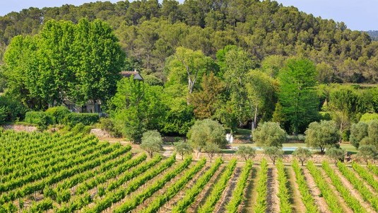 Censuré di Château des Sarrins, della Provenza ma bianco