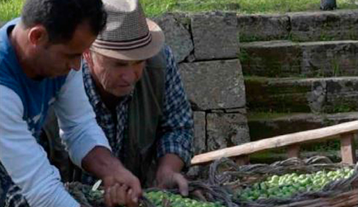 Centonze, l'olio di Selinunte