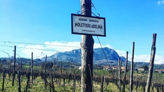 Cesinè e le antiche vigne di Adelina Molettieri
