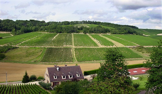 Chablis vigneti panorama