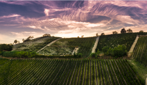 Michele Chiarlo acquisisce nuovi vigneti nell’area di produzione del Nizza docg