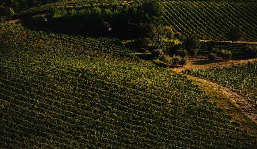 Clara Marcelli Cantina Vini Marche vigneti