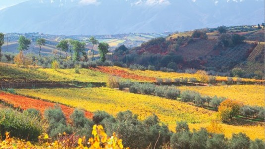 Cococciola? Sì, Spiria 2016 di Colle Moro