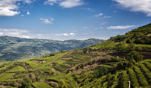 Colline-Soave-Foto Charley Fazio