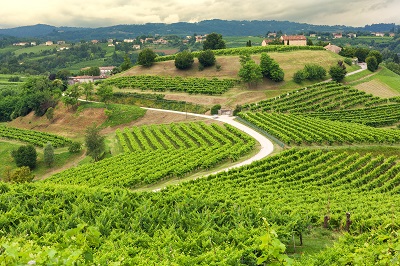 Colline del Prosecco Docg candidate Unesco