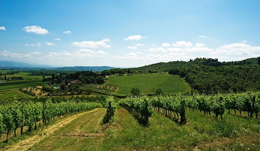 Consorzio Valdarno vigne