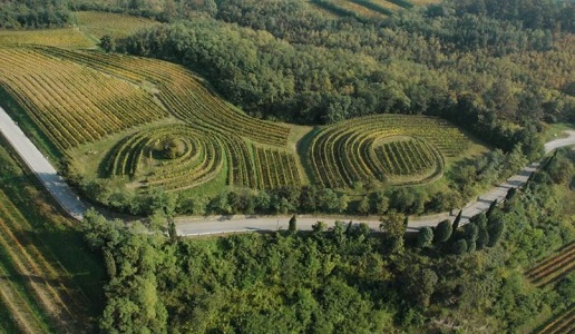 Conti d'Attimis Maniago vigneti Buttrio