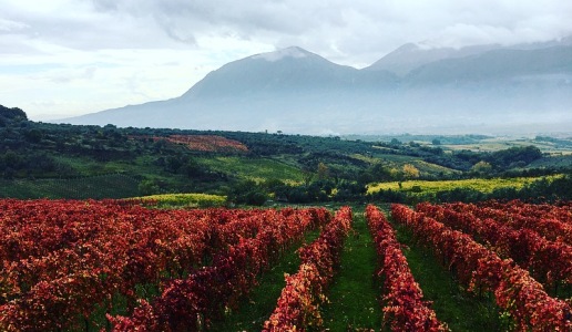 I Mille per la Guardiense falanghina aglianico cantina vini campania doctorwine