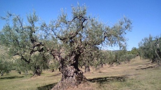 Dalle colline materane