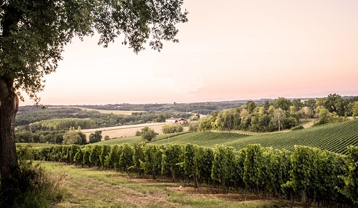 Côtes de Gascogne Fossiles n°6 2019 Domaine Haut Marin