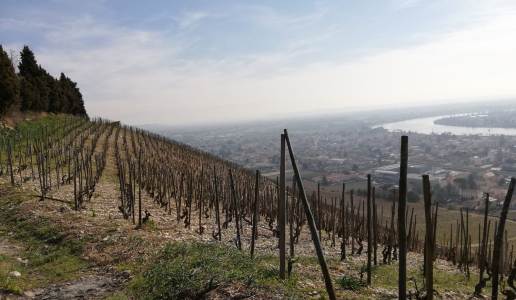 Domaine Jean-Louis Chave vigneti