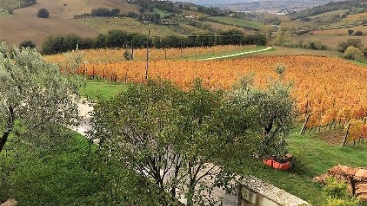 Dorico Moroder, il montepulciano sul mare (1)