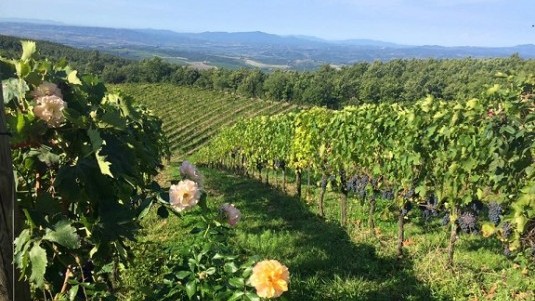 Due cru a confronto: Vecchie Vigne e Fornace