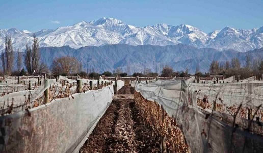 El hijo Prodigo winery inverno