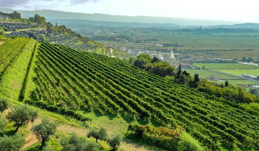 Eleva vini Veneto amarone vigneto