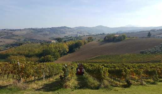 Fattoria Dezi Vigneti Regina del Bosco 2007 Montepulciano Marche Igt