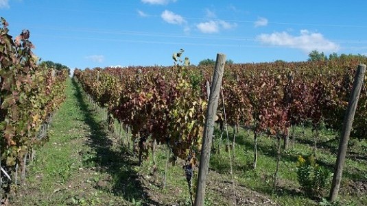 Fiorentino, un Taurasi da scoop