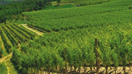 Fiori tra le colline
