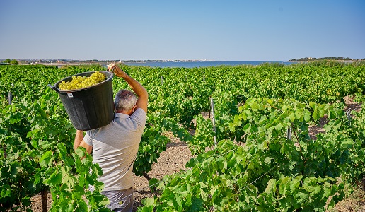 Vendemmia a Marsala - Florio