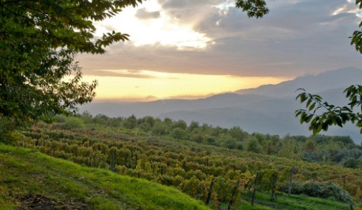 Galardi vigneto